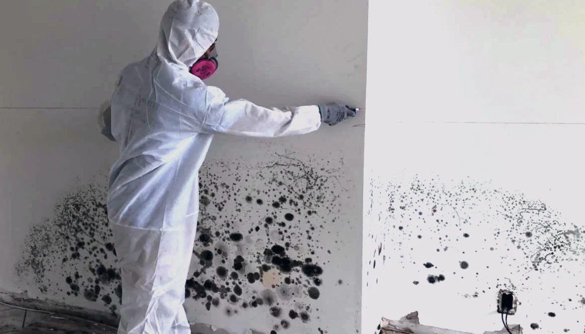 Уничтожение плесени