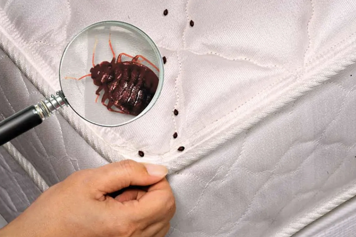 Заражение клопами